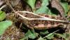 Calliptamus sp.